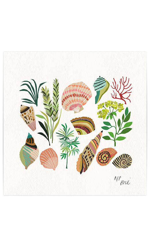 Shell Study Giclée Print