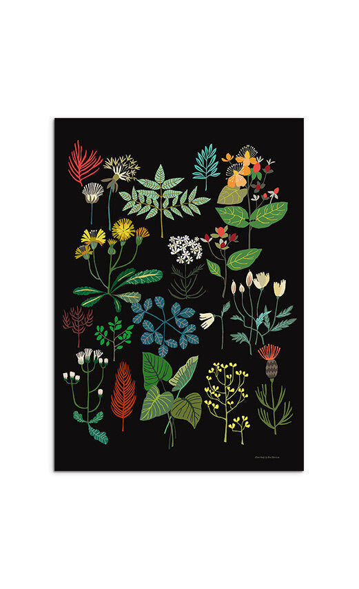 Plant Study Print A3