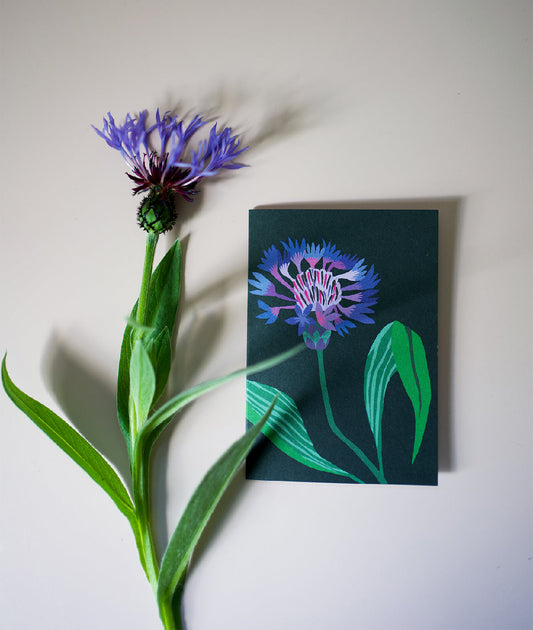 Mountain Cornflower Mini Card Pack